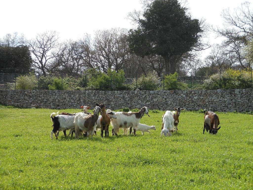 Willa Agriturismo Masseria Casedde Vecchie Martina Franca Zewnętrze zdjęcie