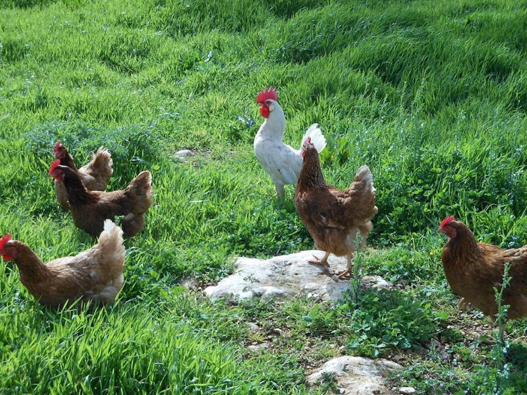 Willa Agriturismo Masseria Casedde Vecchie Martina Franca Zewnętrze zdjęcie