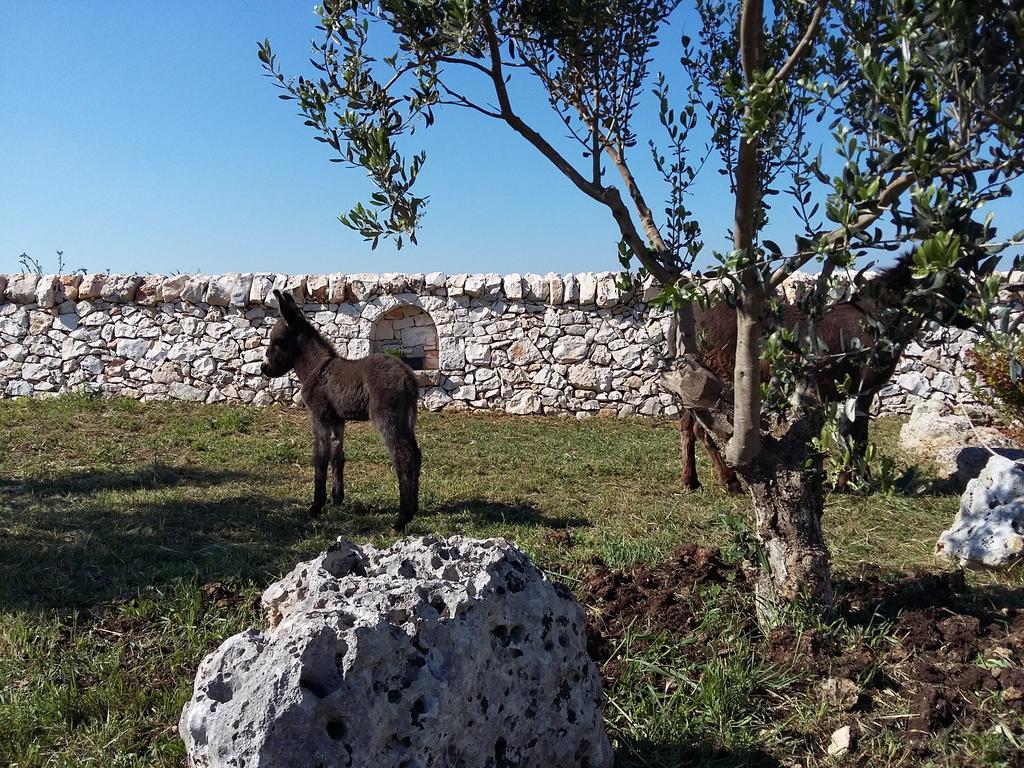 Willa Agriturismo Masseria Casedde Vecchie Martina Franca Zewnętrze zdjęcie