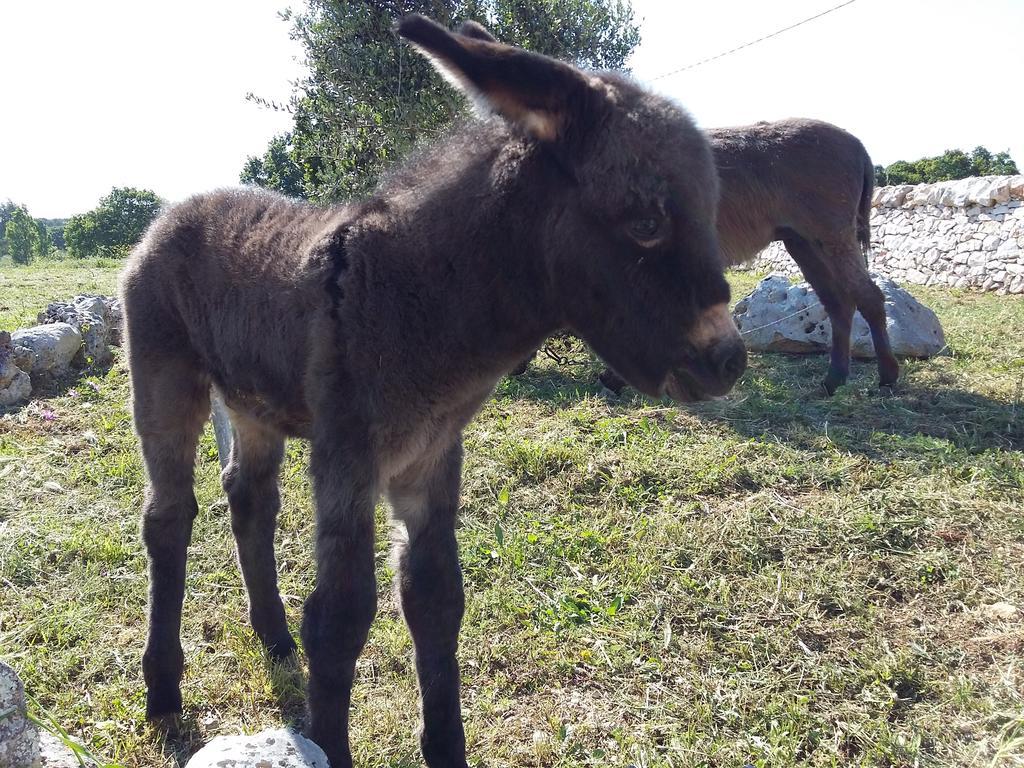 Willa Agriturismo Masseria Casedde Vecchie Martina Franca Zewnętrze zdjęcie